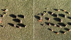 Eicheln und Kienapfel auf dem Boden.