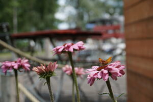 Schmetterling sitzt auf einer rosa Blüte im Freien.