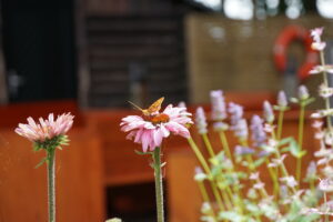 Schmetterling auf einer rosa Blüte vor unscharfem Hintergrund.